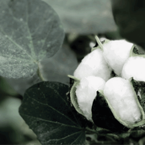 ICAC Cotton Data Book
