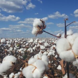 Cotton: Review of the World Situation