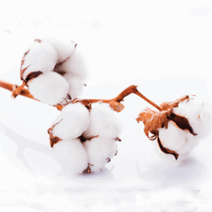 Cotton This Month