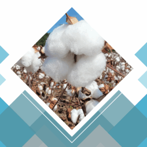 Production and Trade Subsidies Affecting the Cotton Industry